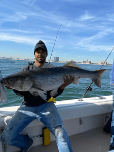 Striped Bass From New Jersey